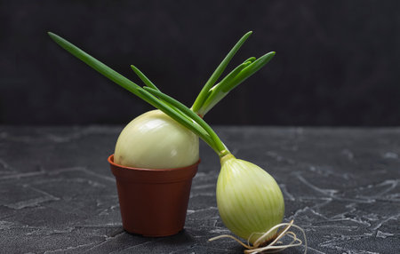 Sprouted green onions at home. Ecological productの写真素材