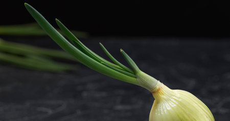 sprouted green onions at home on a white backgroundの写真素材
