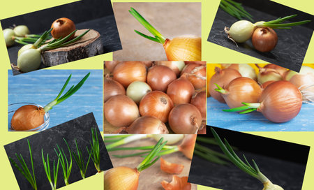 Collage.Growing green onions at home. ecological productの写真素材