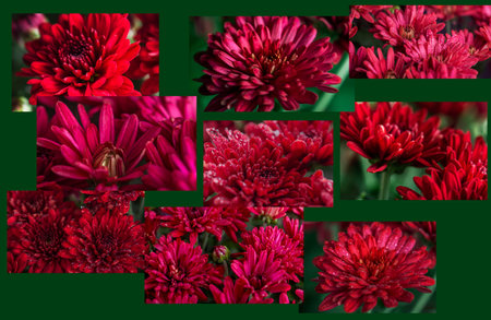 Collage of chrysanthemum flowers close-up. Floral background.の写真素材