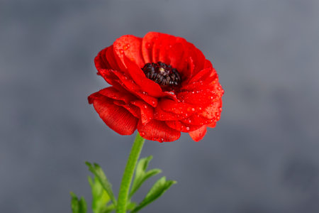 red flower with black core and green leaves