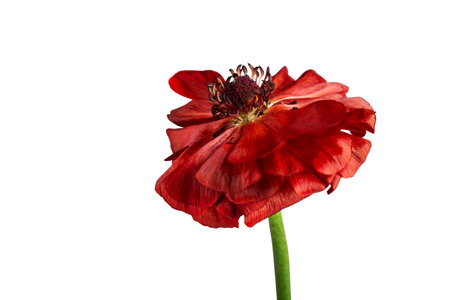 dried red flower with black core on white background