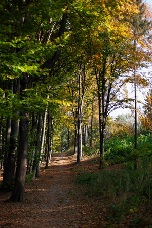 forest path, tree trunks and green bushesの写真素材