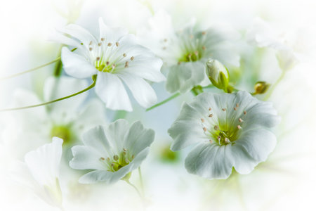 beautiful background of delicate white and green flowersの写真素材
