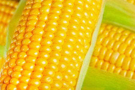 Fresh yellow corn on the cob, close upの写真素材