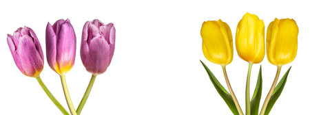bouquet of yellow and lilac tulips on a white backgroundの写真素材