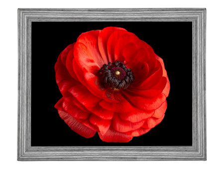 red flower on black background in wooden photo frame