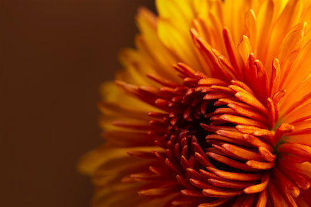 beautiful red yellow chrysanthemum close upの写真素材