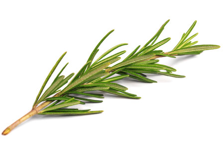 branch of green rosemary on white backgroundの写真素材