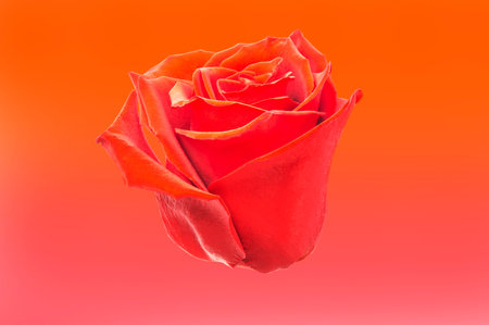 one red rose flower on a bright backgroundの写真素材