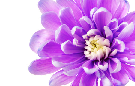 delicate chrysanthemum flower close upの写真素材