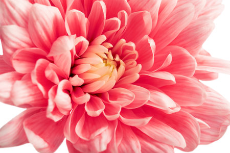 delicate red chrysanthemum flower on white backgroundの写真素材