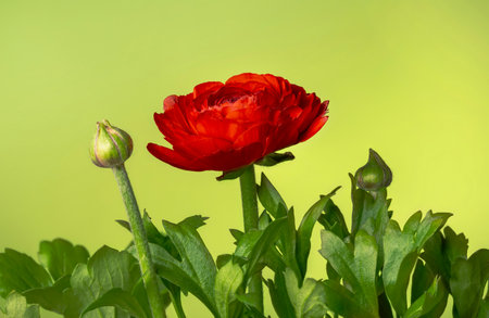 delicate red flower with green leaves on a green backgroundの写真素材