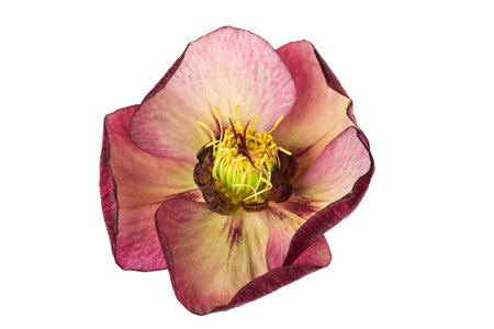spring flower hellebore isolated on white backgroundの写真素材