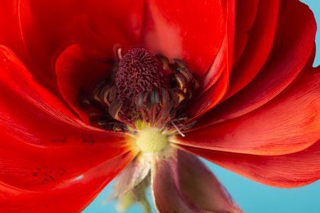 Close-up of the core of a red flower.
