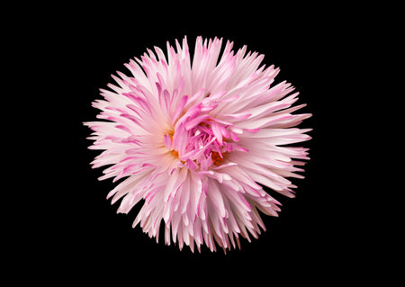 delicate pink flower on black backgroundの写真素材