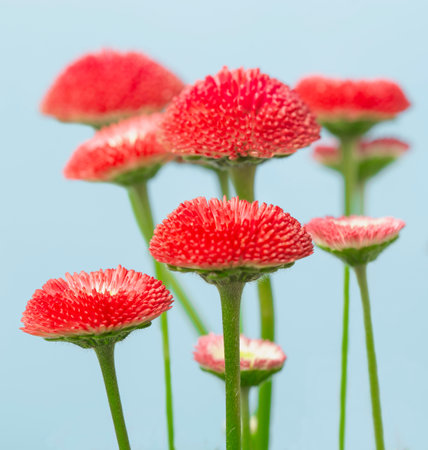 delicate red flower on blue backgroundの写真素材