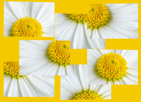 collage of yellow and white chamomile flowersの写真素材