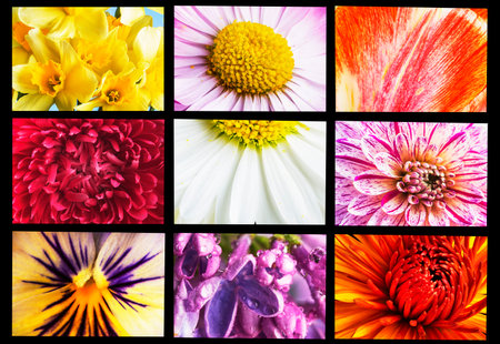 Pink flower on white background For design. Close-up. Nature.の写真素材