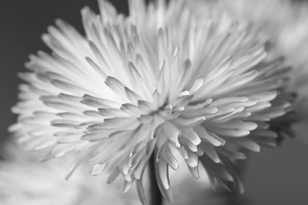delicate black and white chamomile flower close-upの写真素材
