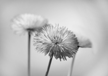 delicate black and white chamomile flower on a gray backgroundの写真素材
