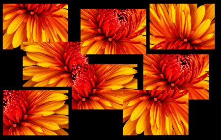 collage of yellow and red chrysanthemums on a black backgroundの写真素材