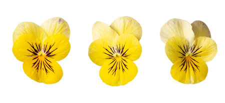 yellow pansy flowers isolated on white backgroundの写真素材
