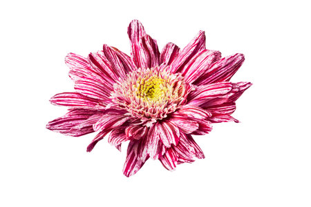 delicate red aster flower on white backgroundの写真素材
