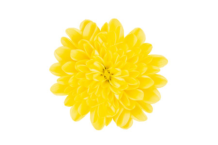 yellow dahlia flower isolated on white backgroundの写真素材
