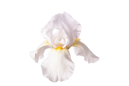 white iris flower isolated on white backgroundの写真素材