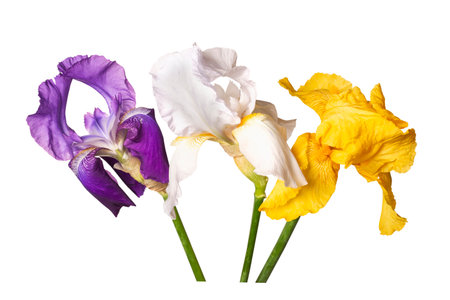 bouquet of three iris flowers white, yellow and lilac