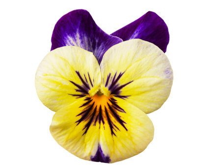 Viola tricolor flower isolated on white backgroundの写真素材