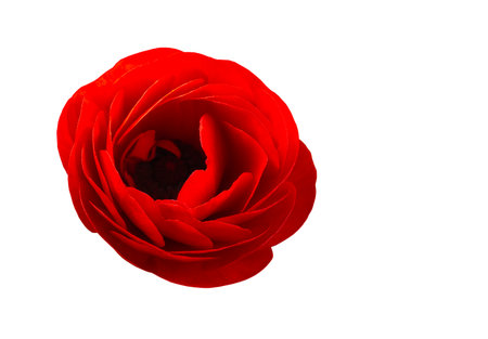 red flower for clothes for memorial dayの写真素材