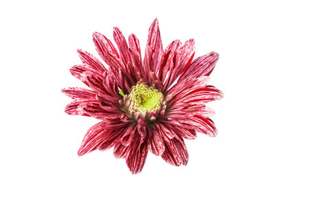 delicate red aster flower on white backgroundの写真素材