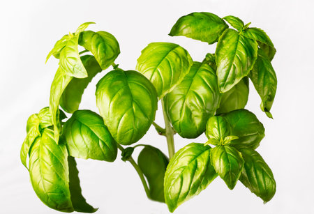 green basil bush close up on white background