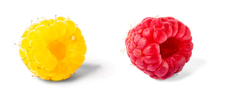 red raspberries close up on white backgroundの写真素材