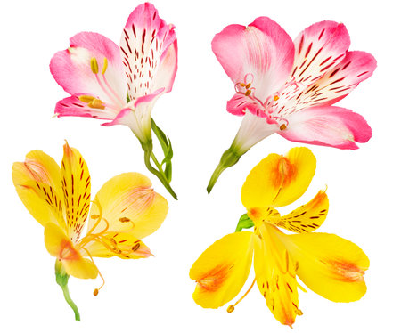 pink and yellow alstroemeria flowers isolated on white backgroundの写真素材