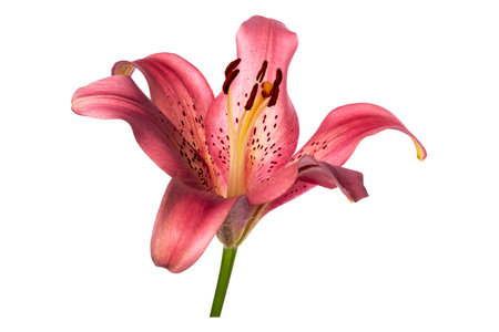 big pink lily flower on white background isolatedの写真素材