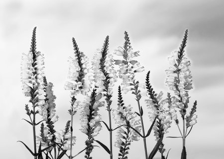 many beautiful physostegia flowers against the blue sky