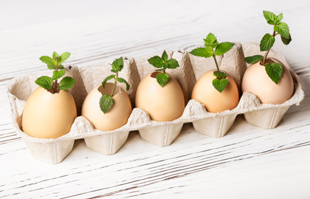 lots of fresh young seedlings in eggshells