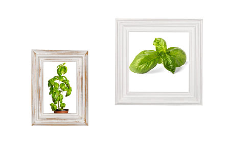 white wooden photo frames with basil insideの写真素材