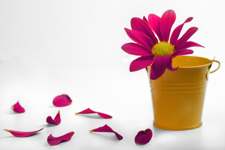red flower in a small bucket with fallen petals on a white backgroundの写真素材