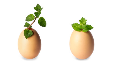 seedlings in eggshell isolated on white backgroundの写真素材