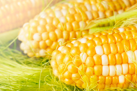 Fresh yellow corn on the cob, close up