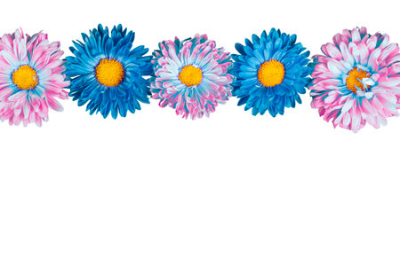 pink and blue flowers isolated on white backgroundの写真素材