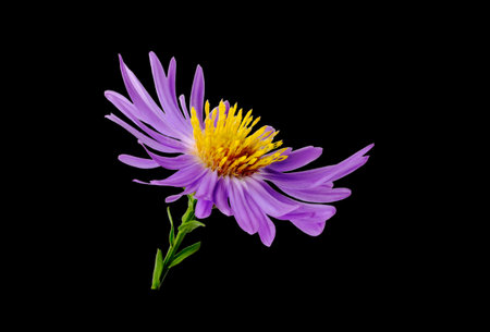 Lilac chrysanthemum flower isolated on black backgroundの写真素材