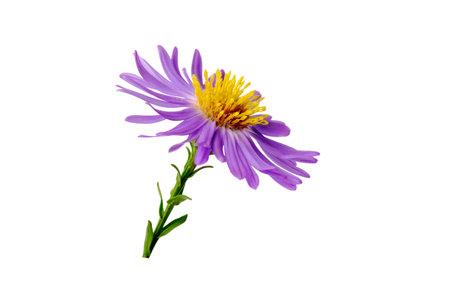Lilac chrysanthemum flower isolated on white backgroundの写真素材