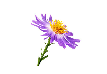 small lilac aster isolated on white backgroundの写真素材