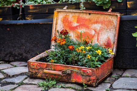 Open old suitcase with flowers that grow insideの写真素材