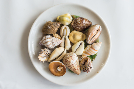 Different seashells in a white plate on a white backgroundの写真素材